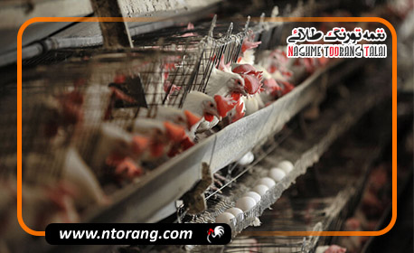 قدردانی صنعت طیور کشور از معاونت اقتصادی سازمان اطلاعات سپاه در مدیریت بحران تولید